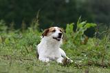 JACK RUSSEL 217